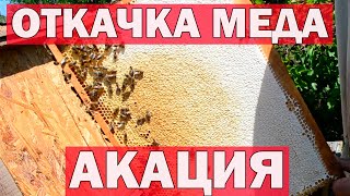 Откачка меда с акации.