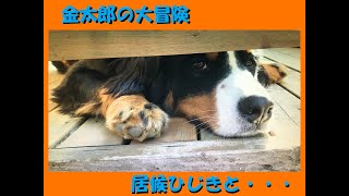 金太郎と居候ひじきの一日 ⑦ バーニーズマウンテンドッグ アメリカンコッカースパニエル Bernese Mountain Dog American Cocker Spaniel