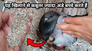 यह दाना खिलाने से ज्यादा अंडे बच्चे होते हैं / What to feed breeding pigeons |