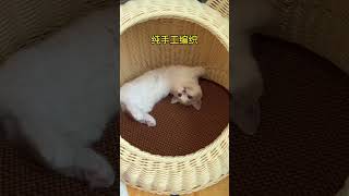 可刷洗 手工编织 耐脏 抗菌 这个猫窝深受小猫咪喜欢#抖音818发现好物节 #抖in萌宠计划 #摆烂猫 小猫端端