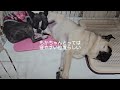 眠い眠いパグはトイレを枕にして寝てしまう 犬 ボストンテリア 多頭飼い 犬のいる生活 パグ 犬との暮らし