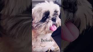 （トリミング）シーズー犬バル君のビフォーアフター～shih tzu cut～ #Shorts