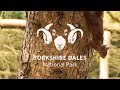 Wildlife Conservation in the Yorkshire Dales - Red squirrels