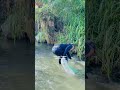 JALA IKAN DI SUNGAI KECIL TERNYATA BANYAK IKAN NYA #SHORTS #JALAIKAN