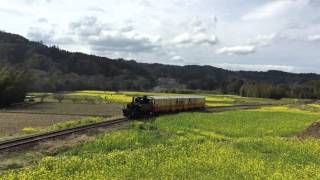 小湊鉄道トロッコ列車、運転再開の日