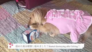 10時のおやつのヨーグルトを必死に舐めてる愛犬【ミニチュアダックスフンド】