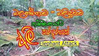 Elephant Attack | වන අලින් ගමට හානි කරයි..