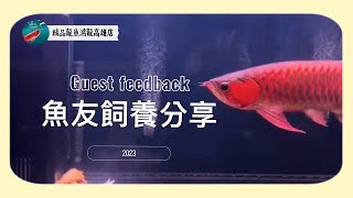 ｜龍魚｜客人的風水魚飼養分享Guest feedback #紅龍魚 #arowana #觀賞魚 【精品龍魚鴻龍高雄店】HongLong-KHH