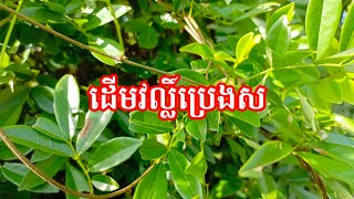 ដើមវល្លិ៍ប្រេង ស