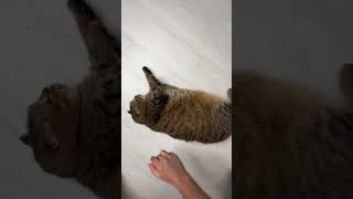 Cute Chonky Cat 😍😻 #catvideos #cute #funny #cutecat #funnycats #cutecats #funnyvideo #cuteanimals