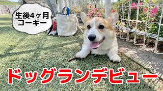 4ヶ月子犬コーギードッグランデビューしました。初めは興奮～耳ペタンで人やワンコに駆け寄り満足して熟睡