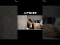 【シャム猫】土日の朝が早すぎる😭　 cat siamese kitten