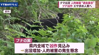 クマ出没相次ぐ エサとなるブナの実が凶作が影響か