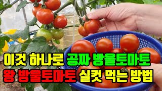 이것으로 공짜 방울토마토 왕방울토마토 배부르게 실컷 먹는 방법