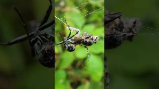 when a fly gets caught in a spider's silk thread