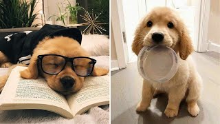 Best Funny and Cute Golden Retriever Puppies 2022 - Funniest Golden Retriever Videos