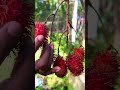 കാറ്റത്ത് ആടുന്ന rambutan നെ ചെയ്തതു കണ്ടോ 😳 shortvideos shorts fruit