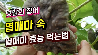 열매마(하늘마) 효능 먹는법