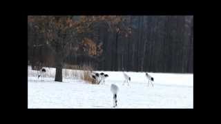 タンチョウ　鳴き声も　Red-crowned Crane　2013年