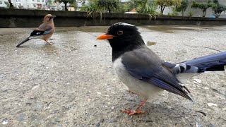 蒙面鸟哥｜两只鸟上演计中计，只为偷取对方的食物