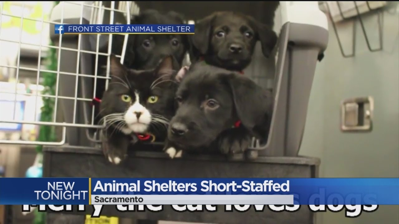 Despite Social Media Success, Front Street Animal Shelter Needs More ...