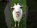 kambing lucu #funny #anakkambing #goat #kambingkambing #kambingkecil #animals