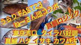 【東京湾口 タイラバ】真鯛 ハタ イサキ カワハギ うらり FAST23