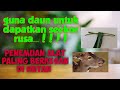 Pemangil payau cara kampung(alat paling berkesan di hutan)