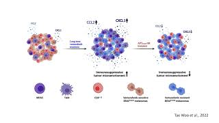 Overcoming vemurafenib resistance in melanoma cell lines