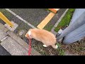 【ボーダーコリー仔犬】初めてのお散歩