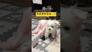 愛犬が心配そうな顔をしていた理由がこちら🐶#shorts #可愛い犬 #マルチーズ