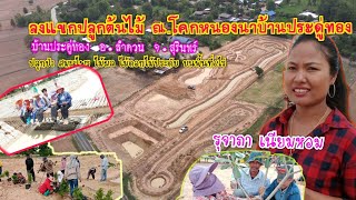 ลงแขกปลูกต้นไม้ บนพื้นที่ 6 ไร่ ณ โคกหนองนาบ้านประดู่ทอง  คุณรุจาภา  เนียมหอม  #โคกหนองนา