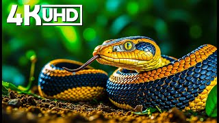 Wildlife Animals Relaxation Film 4K - Epic Cinematic Music - 4K Video UltraHD