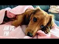 My dog first thing in morning vs. afternoon #dachshund #shorts