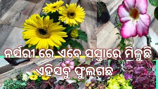 ନର୍ସରୀ ରେ ଏବେ ସସ୍ତା ରେ ମିଳିଥାଏ ଏହିସବୁ ଖରାଦିନିଆ ଫୁଲଗଛ