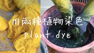 手工實驗 | 用梔子的黃色加上植物藍染來染出綠色 plant dye