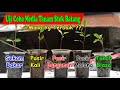 Experiment 5 Planting Media for Bonsai Stem Cuttings