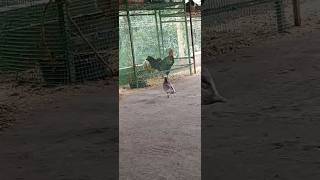 കോഴിയും പ്രാവും #henchicken #pigeon #pets #shortsvideo #shorts