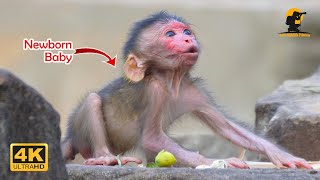 O.mg..! Newborn Baby Monkey So T.i.re, Mom Don't Give Fresh Milk | 4K