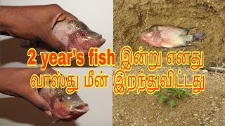 2 year's My flowerhorn fish death today இன்று எனது வாஸ்து மீன் இறந்துவிட்டது