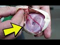 FIRST SNAKE EGG CUTTING OF THE YEAR! THERE'S A PURPLE SNAKE!! | BRIAN BARCZYK