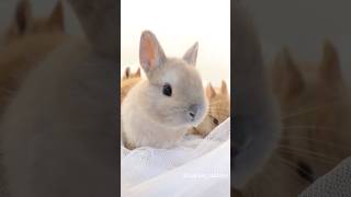 美人ママから生まれた美形兄妹うさぎさん #bunny #うさぎちゃん #rabbit