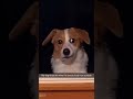 dogs being cute part 62 funnydog funnypet cutedog doglover dog