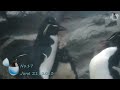 旭山動物園 イワトビペンギンの赤ちゃん 1 性格の違い