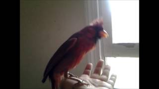 Winslow the cardinal's mating dance *WARNING! LOUD!*