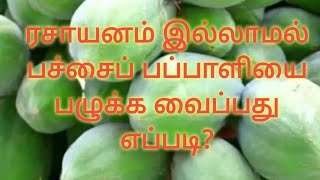 ரசாயனம் இல்லாமல் பச்சைப் பப்பாளியை பழுக்க வைப்பது எப்படி?