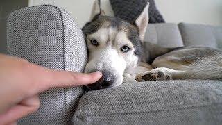 Booped my dog's snoot too many times..