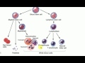 PATHOLOGY LECTURES , ACUTE LYMPHOBLASTIC LEUKEMIA