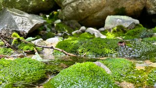 ［高湯温泉］テリオスキッド  福島県  高湯不動滝