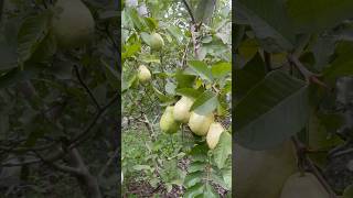 Eating guava in the garden #shorts #fruit #guava #fruitcutting #cuttingskills